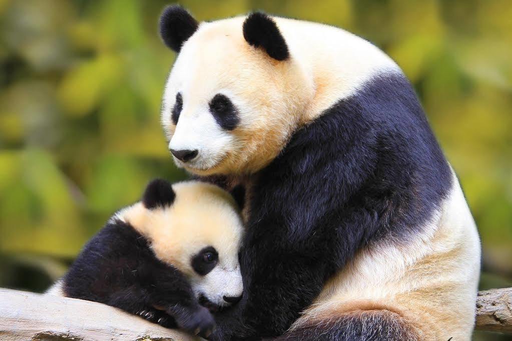 Panda Villa Edinburgh Ngoại thất bức ảnh